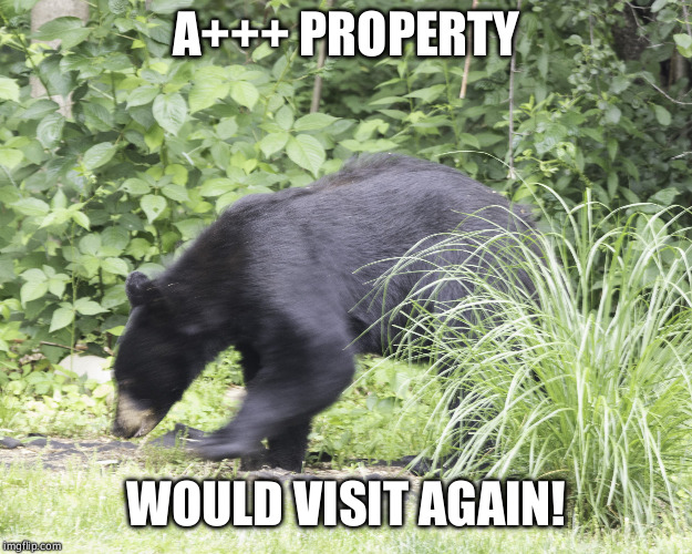 Does a bear shit in the woods? | A+++ PROPERTY; WOULD VISIT AGAIN! | image tagged in chainsaw bear | made w/ Imgflip meme maker