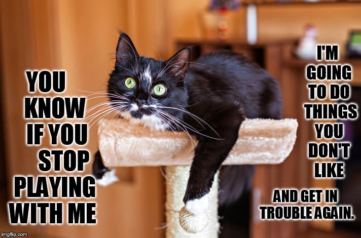 Fair Warning | I'M GOING TO DO  THINGS YOU DON'T LIKE; YOU     KNOW    IF YOU      STOP  PLAYING WITH ME; AND GET IN TROUBLE AGAIN. | image tagged in memes,cat,don't do it,stop,playing,big trouble | made w/ Imgflip meme maker