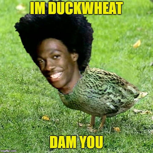 DuckWheat | IM DUCKWHEAT; DAM YOU | image tagged in duckwheat | made w/ Imgflip meme maker