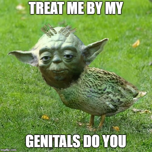 Yoda Duck | TREAT ME BY MY GENITALS DO YOU | image tagged in yoda duck | made w/ Imgflip meme maker