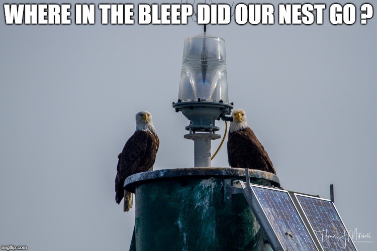 WHERE IN THE BLEEP DID OUR NEST GO ? | made w/ Imgflip meme maker