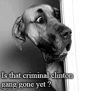 cautious dog | Is that criminal clinton gang gone yet ? | image tagged in cautious dog | made w/ Imgflip meme maker