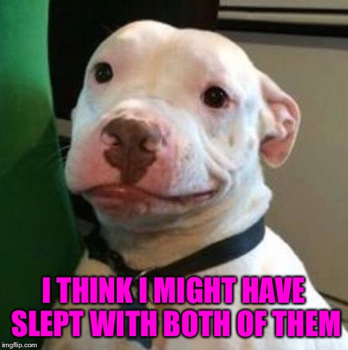 Awkward Dog | I THINK I MIGHT HAVE SLEPT WITH BOTH OF THEM | image tagged in awkward dog | made w/ Imgflip meme maker