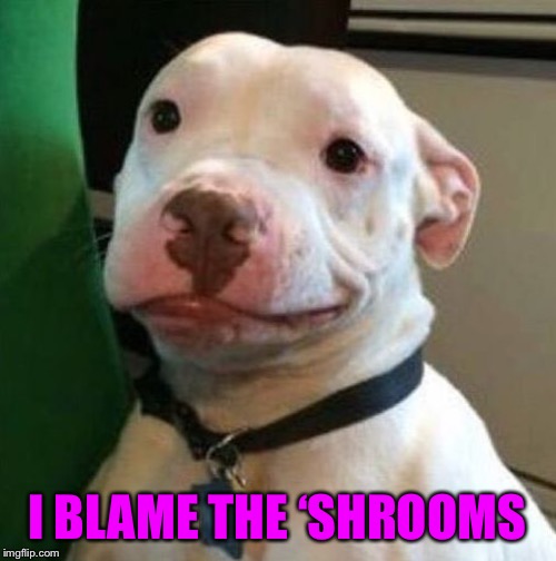 Awkward Dog | I BLAME THE ‘SHROOMS | image tagged in awkward dog | made w/ Imgflip meme maker