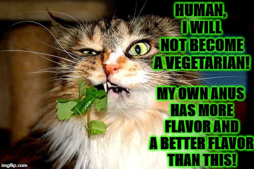 HUMAN, I WILL NOT BECOME A VEGETARIAN! MY OWN ANUS HAS MORE FLAVOR AND A BETTER FLAVOR THAN THIS! | image tagged in anti-vegetarian cat | made w/ Imgflip meme maker