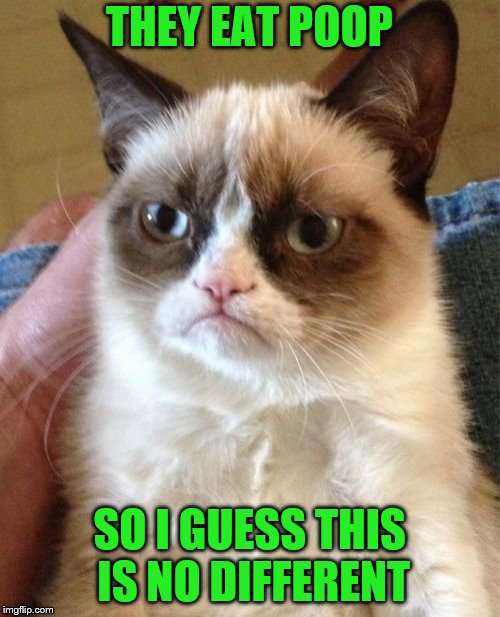 Grumpy Cat Meme | THEY EAT POOP SO I GUESS THIS IS NO DIFFERENT | image tagged in memes,grumpy cat | made w/ Imgflip meme maker