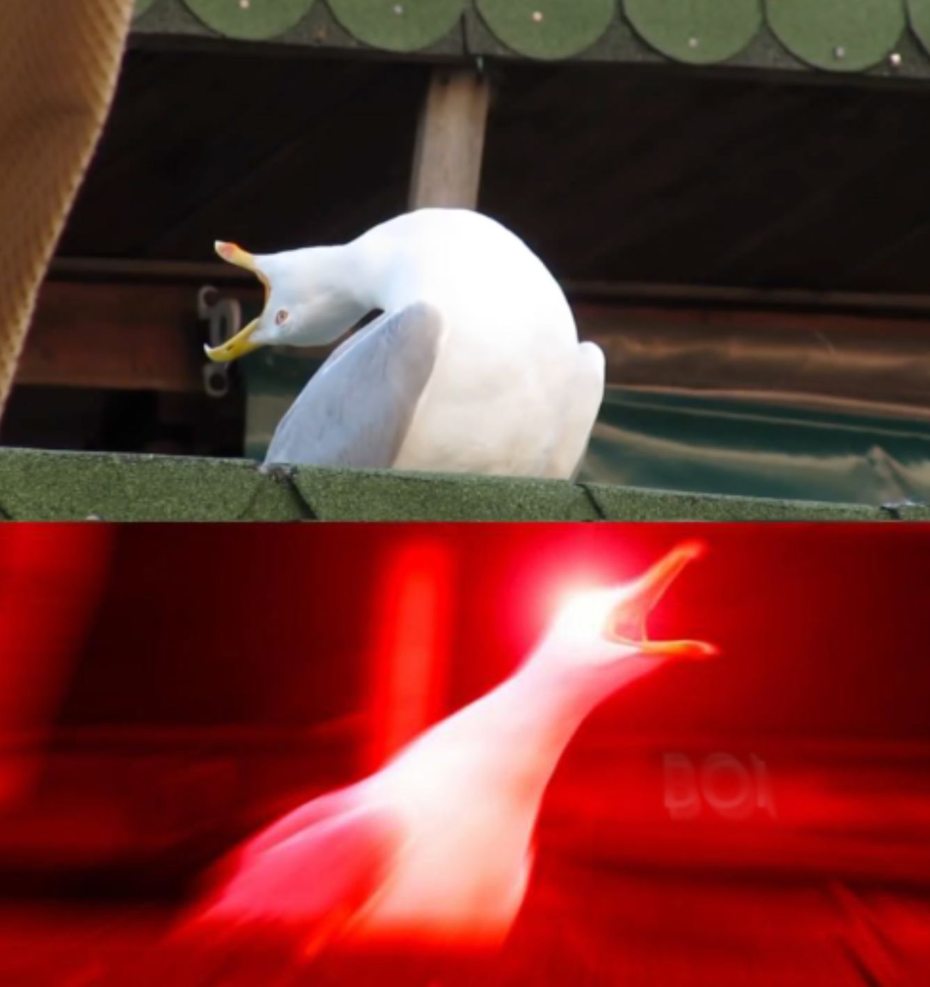 inhales seagull meme Blank Meme Template