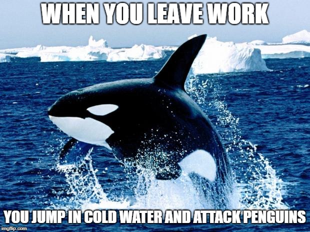 Happy orca | WHEN YOU LEAVE WORK; YOU JUMP IN COLD WATER AND ATTACK PENGUINS | image tagged in orca,funny | made w/ Imgflip meme maker