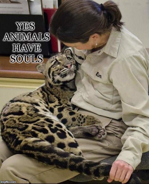Yes, Animals Have... | image tagged in souls,animals,love,leopard | made w/ Imgflip meme maker