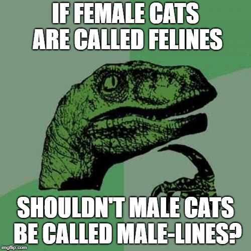 Philosoraptor | IF FEMALE CATS ARE CALLED FELINES; SHOULDN'T MALE CATS BE CALLED MALE-LINES? | image tagged in memes,philosoraptor,cats,for short | made w/ Imgflip meme maker