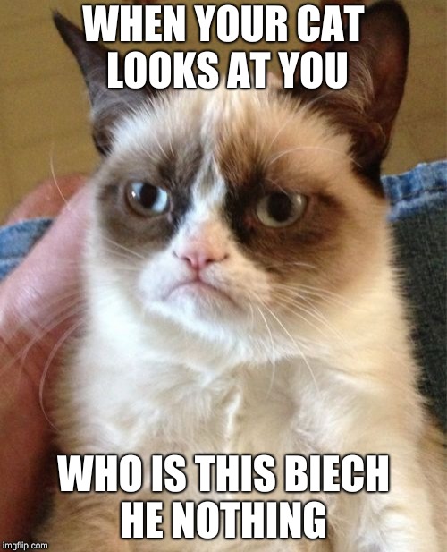 Grumpy Cat | WHEN YOUR CAT LOOKS AT YOU; WHO IS THIS BIECH HE NOTHING | image tagged in memes,grumpy cat | made w/ Imgflip meme maker
