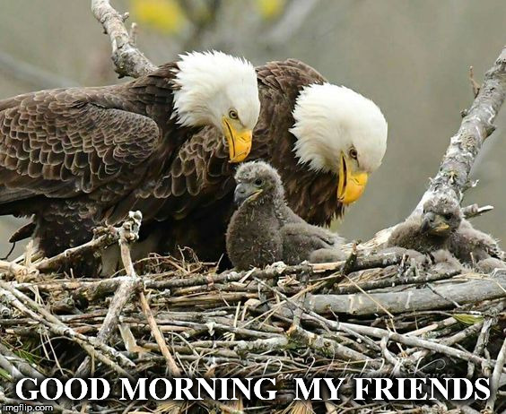 GOOD MORNING 
MY FRIENDS | image tagged in e2 | made w/ Imgflip meme maker