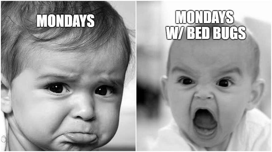 Mondays with Bed Bugs | MONDAYS W/ BED BUGS; MONDAYS | image tagged in angry baby,sad baby,pissed off,bedbugs,screaming | made w/ Imgflip meme maker