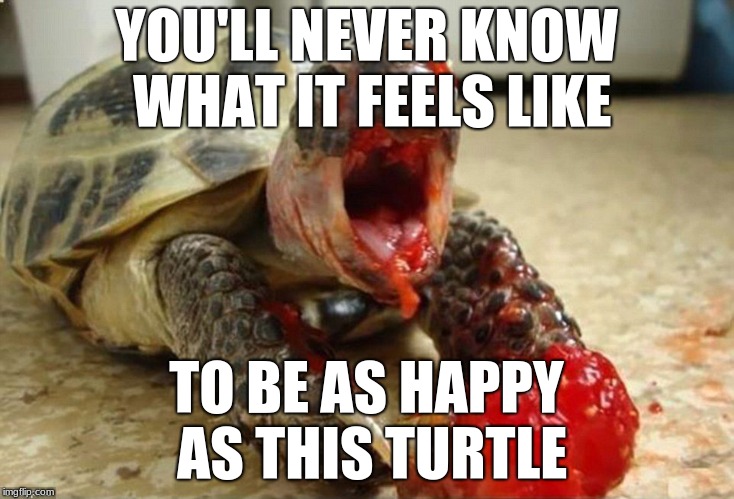 You'll never be as happy as this turtle. | YOU'LL NEVER KNOW WHAT IT FEELS LIKE; TO BE AS HAPPY AS THIS TURTLE | image tagged in turtle,raspberry,happiness | made w/ Imgflip meme maker