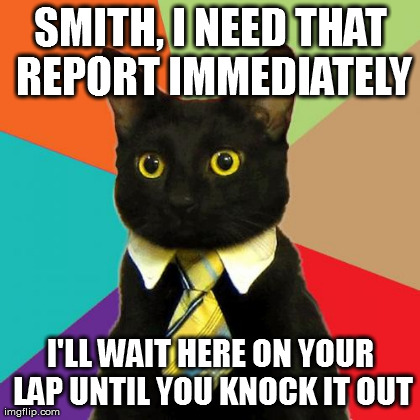 Business Cat | image tagged in memes,business cat | made w/ Imgflip meme maker