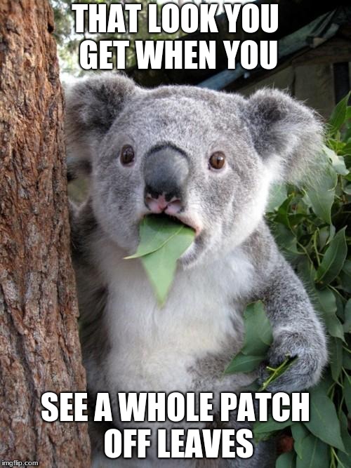 Surprised Koala Meme | THAT LOOK YOU GET WHEN YOU; SEE A WHOLE PATCH OFF LEAVES | image tagged in memes,surprised koala | made w/ Imgflip meme maker