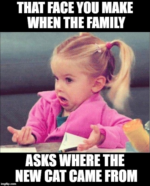 Confused Girl | THAT FACE YOU MAKE WHEN THE FAMILY; ASKS WHERE THE NEW CAT CAME FROM | image tagged in confused girl | made w/ Imgflip meme maker
