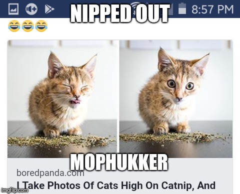shit!!! was that a big chicken i just saw? | NIPPED OUT; MOPHUKKER | image tagged in cat,catnip,stoned | made w/ Imgflip meme maker