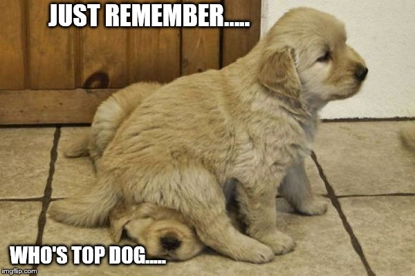 cute puppies | JUST REMEMBER..... WHO'S TOP DOG..... | image tagged in cute puppies | made w/ Imgflip meme maker