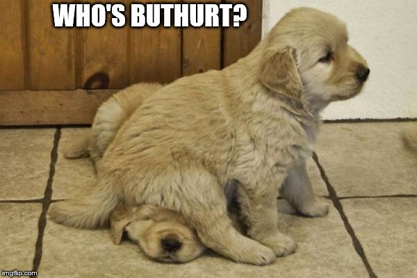 cute puppies | WHO'S BUTHURT? | image tagged in cute puppies | made w/ Imgflip meme maker