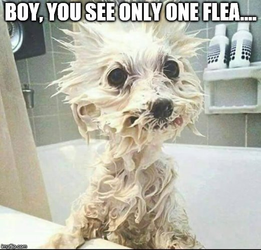 puppy's bath | BOY, YOU SEE ONLY ONE FLEA.... | image tagged in puppy's bath | made w/ Imgflip meme maker