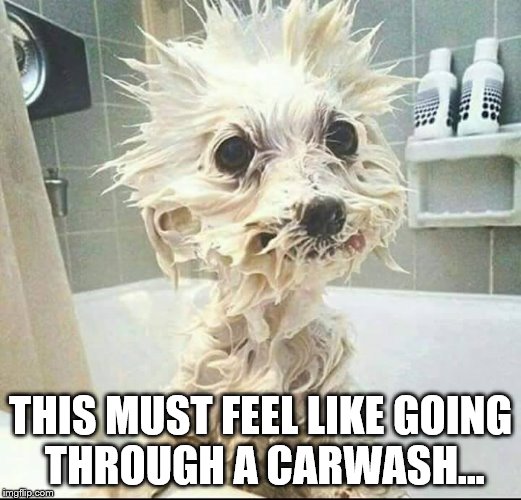 puppy's bath | THIS MUST FEEL LIKE GOING THROUGH A CARWASH... | image tagged in puppy's bath | made w/ Imgflip meme maker