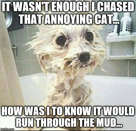 puppy's bath | IT WASN'T ENOUGH I CHASED THAT ANNOYING CAT... HOW WAS I TO KNOW IT WOULD RUN THROUGH THE MUD... | image tagged in puppy's bath | made w/ Imgflip meme maker