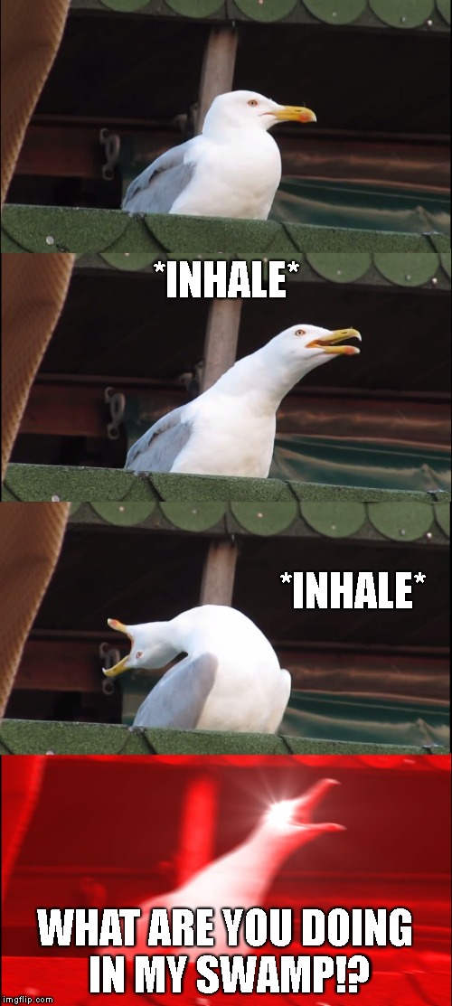Inhaling Seagull Meme | *INHALE*; *INHALE*; WHAT ARE YOU DOING IN MY SWAMP!? | image tagged in memes,inhaling seagull,shrek | made w/ Imgflip meme maker