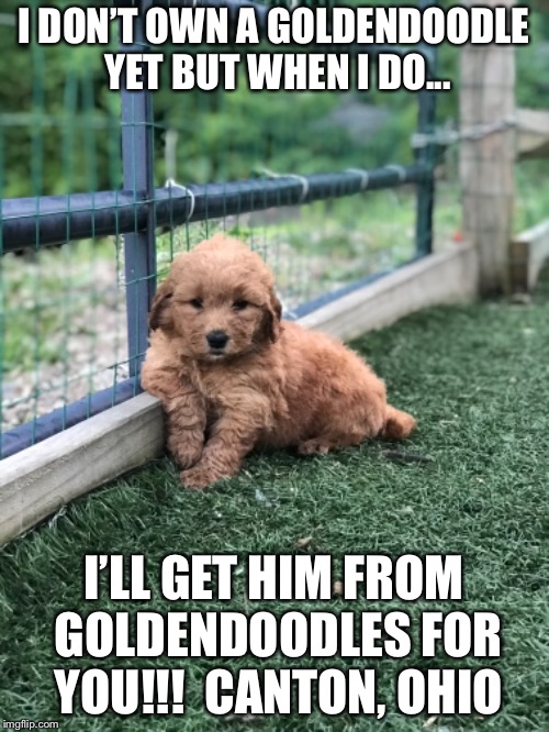 I DON’T OWN A GOLDENDOODLE YET BUT WHEN I DO... I’LL GET HIM FROM GOLDENDOODLES FOR YOU!!!  CANTON, OHIO | made w/ Imgflip meme maker