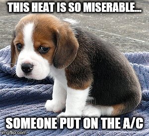 sad puppy | THIS HEAT IS SO MISERABLE... SOMEONE PUT ON THE A/C | image tagged in sad puppy | made w/ Imgflip meme maker