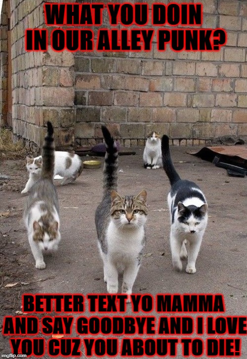  WHAT YOU DOIN IN OUR ALLEY PUNK? BETTER TEXT YO MAMMA AND SAY GOODBYE AND I LOVE YOU CUZ YOU ABOUT TO DIE! | image tagged in gang cats | made w/ Imgflip meme maker