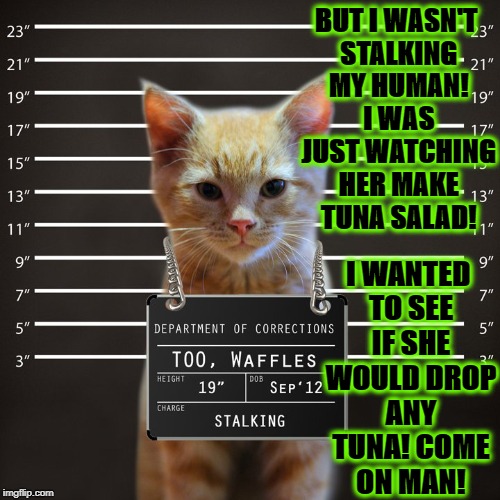 I WANTED TO SEE IF SHE WOULD DROP ANY TUNA! COME ON MAN! BUT I WASN'T STALKING MY HUMAN! I WAS JUST WATCHING HER MAKE TUNA SALAD! | image tagged in stalker cat | made w/ Imgflip meme maker