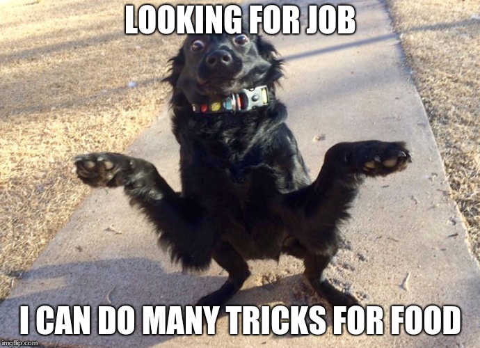 Funny Dog | LOOKING FOR JOB; I CAN DO MANY TRICKS FOR FOOD | image tagged in dog,job | made w/ Imgflip meme maker