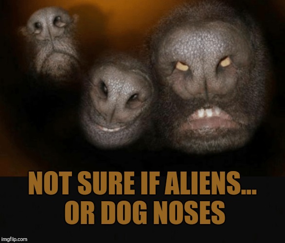 Aliens week, an Aliens and clinkster event! June 12-19 | NOT SURE IF ALIENS... OR DOG NOSES | image tagged in jbmemegeek,aliens week,funny animals,dogs | made w/ Imgflip meme maker