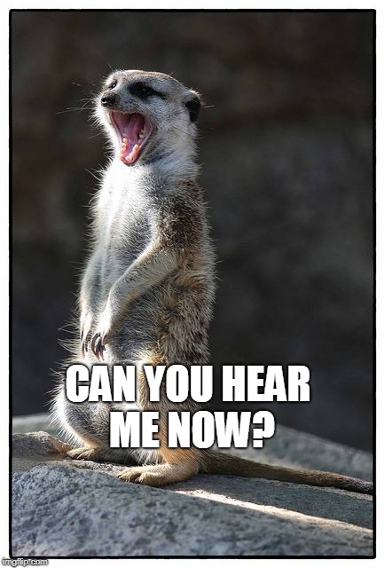 Meerkat | CAN YOU HEAR ME NOW? | image tagged in meerkat | made w/ Imgflip meme maker