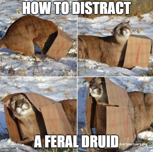 mountain lion in box | HOW TO DISTRACT; A FERAL DRUID | image tagged in mountain lion in box | made w/ Imgflip meme maker