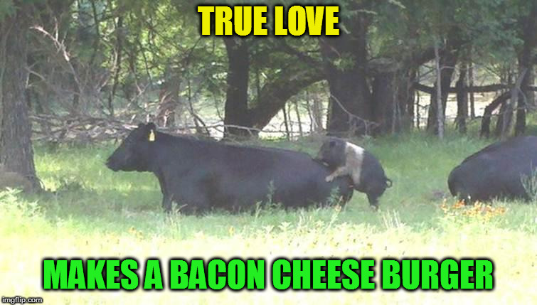 Bacon burger cow pig | TRUE LOVE MAKES A BACON CHEESE BURGER | image tagged in bacon burger cow pig | made w/ Imgflip meme maker