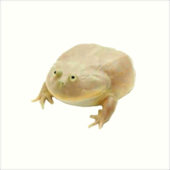 High Quality Wednesday Frog Blank Meme Template
