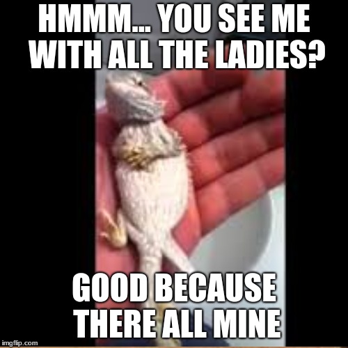 all mine | HMMM... YOU SEE ME WITH ALL THE LADIES? GOOD BECAUSE THERE ALL MINE | image tagged in bearded dragon,hmm,all,good,mine | made w/ Imgflip meme maker