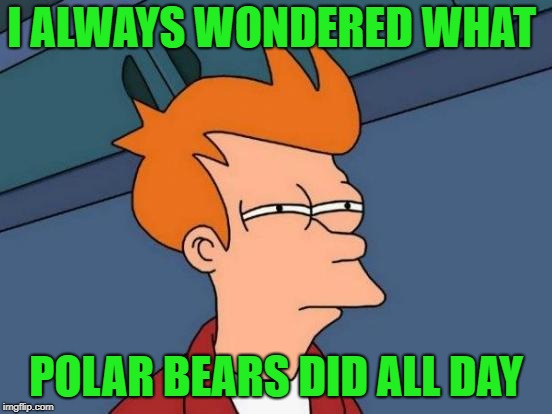 Futurama Fry Meme | I ALWAYS WONDERED WHAT POLAR BEARS DID ALL DAY | image tagged in memes,futurama fry | made w/ Imgflip meme maker