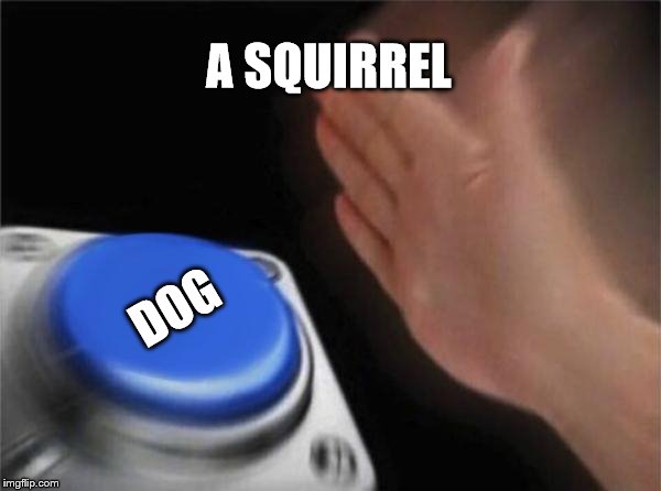 DOG button | A SQUIRREL; DOG | image tagged in memes,blank nut button | made w/ Imgflip meme maker
