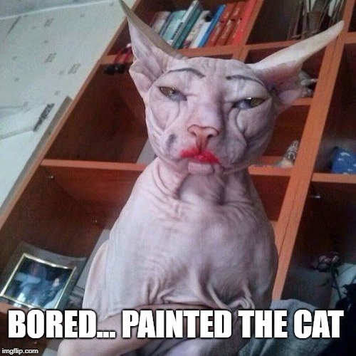 FuManMew | BORED... PAINTED THE CAT | image tagged in cats,painting | made w/ Imgflip meme maker