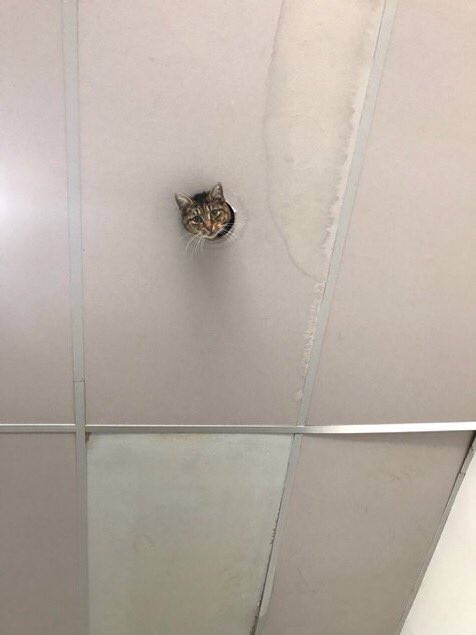 Ceiling Cat Sees You Blank Template