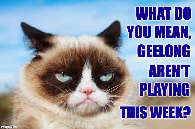 Grumpy Cat - What Do You Mean, Geelong Aren't Playing This Week? | WHAT DO; YOU MEAN, GEELONG; AREN'T; PLAYING; THIS WEEK? | image tagged in grumpy cat,geelong cats,afl bye | made w/ Imgflip meme maker