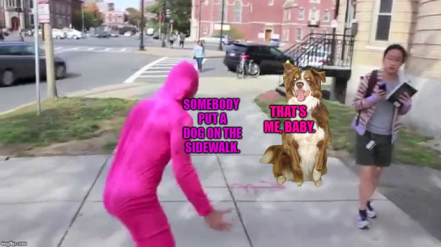 Pink Guy and Chili | THAT'S ME, BABY. SOMEBODY PUT A DOG ON THE SIDEWALK. | image tagged in pink guy,chili the border collie,dogs,border collie | made w/ Imgflip meme maker
