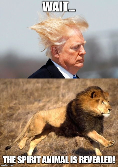 Trump's Spirit Animal | WAIT... THE SPIRIT ANIMAL IS REVEALED! | image tagged in donald trump,lion,funny | made w/ Imgflip meme maker