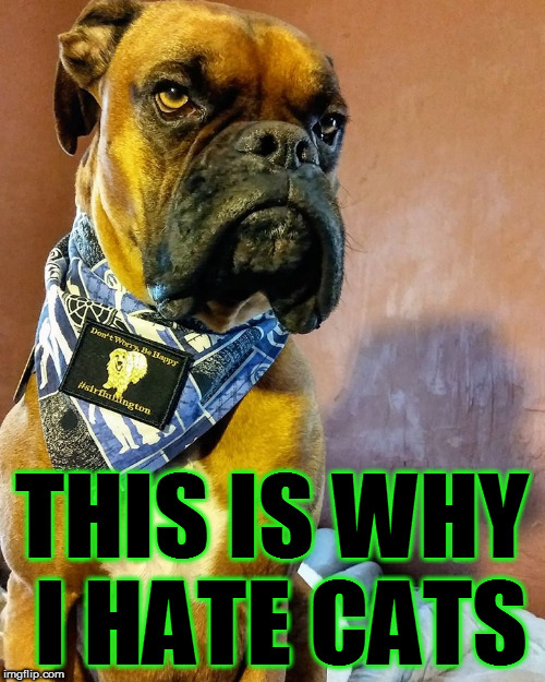 Grumpy Dog | THIS IS WHY I HATE CATS | image tagged in grumpy dog | made w/ Imgflip meme maker