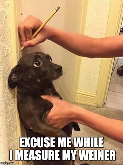 EXCUSE ME WHILE I MEASURE MY WEINER | image tagged in funny,memes,puns | made w/ Imgflip meme maker