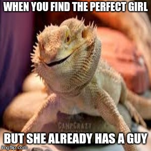 when you... | WHEN YOU FIND THE PERFECT GIRL; BUT SHE ALREADY HAS A GUY | image tagged in bearded dragon,girls,guys,already took | made w/ Imgflip meme maker