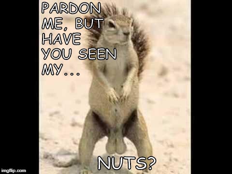 Nuts & Bolts | PARDON ME, BUT HAVE YOU SEEN MY... NUTS? | image tagged in squirrel nuts | made w/ Imgflip meme maker